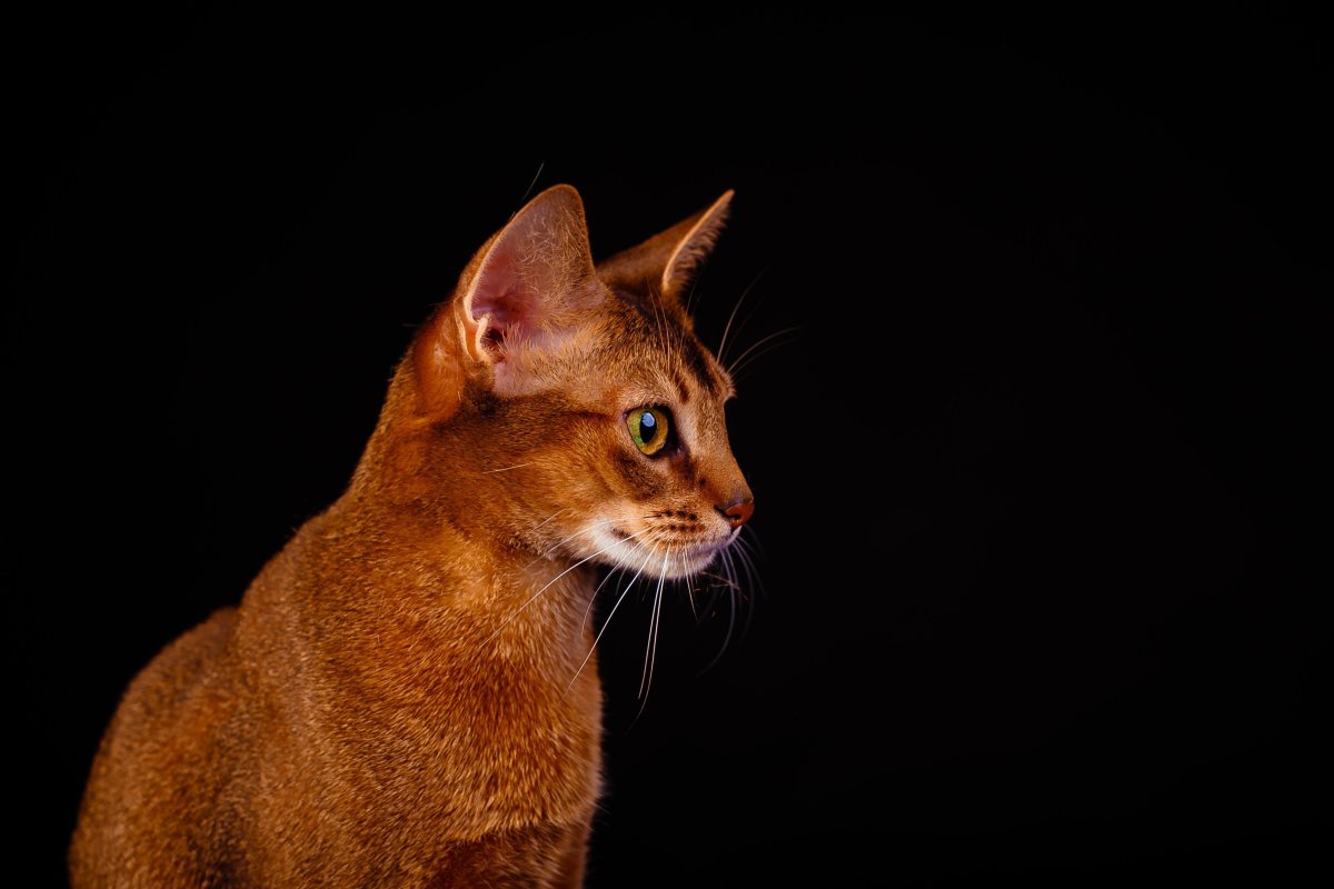 Тикинг у абиссинских кошек