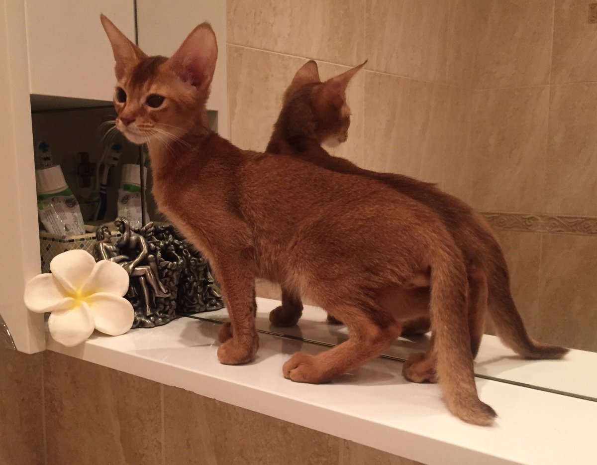 Абиссинская кошка Сорель