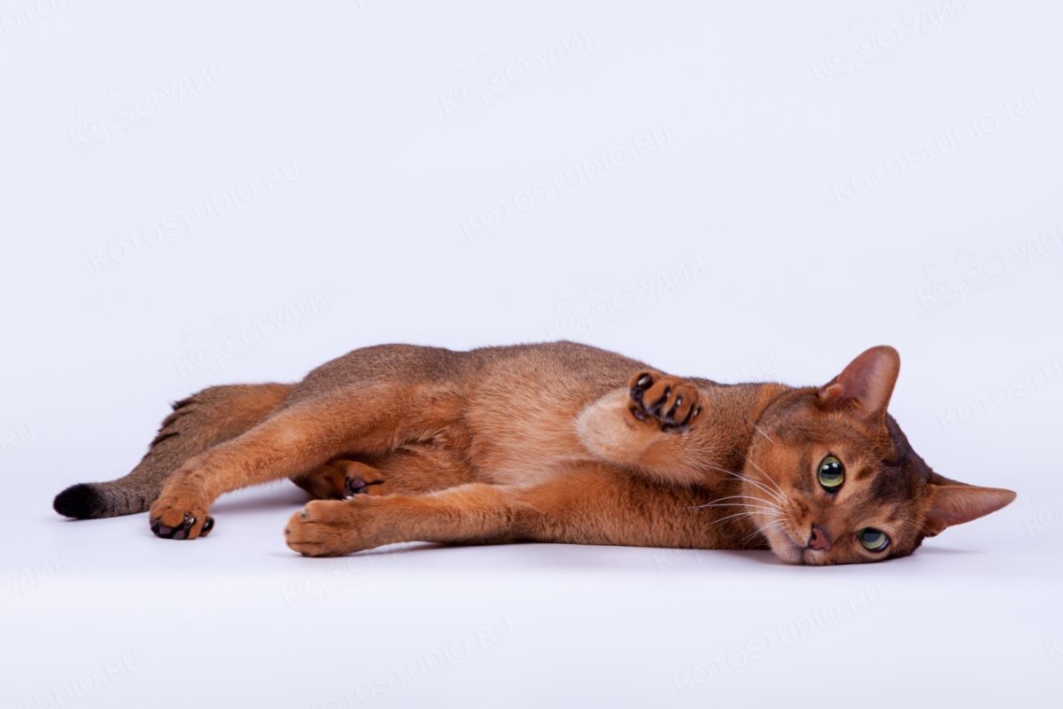 Абиссинская кошка черная