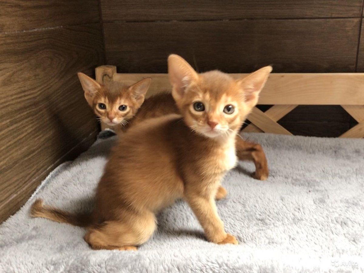 Котята соррель абиссинцы