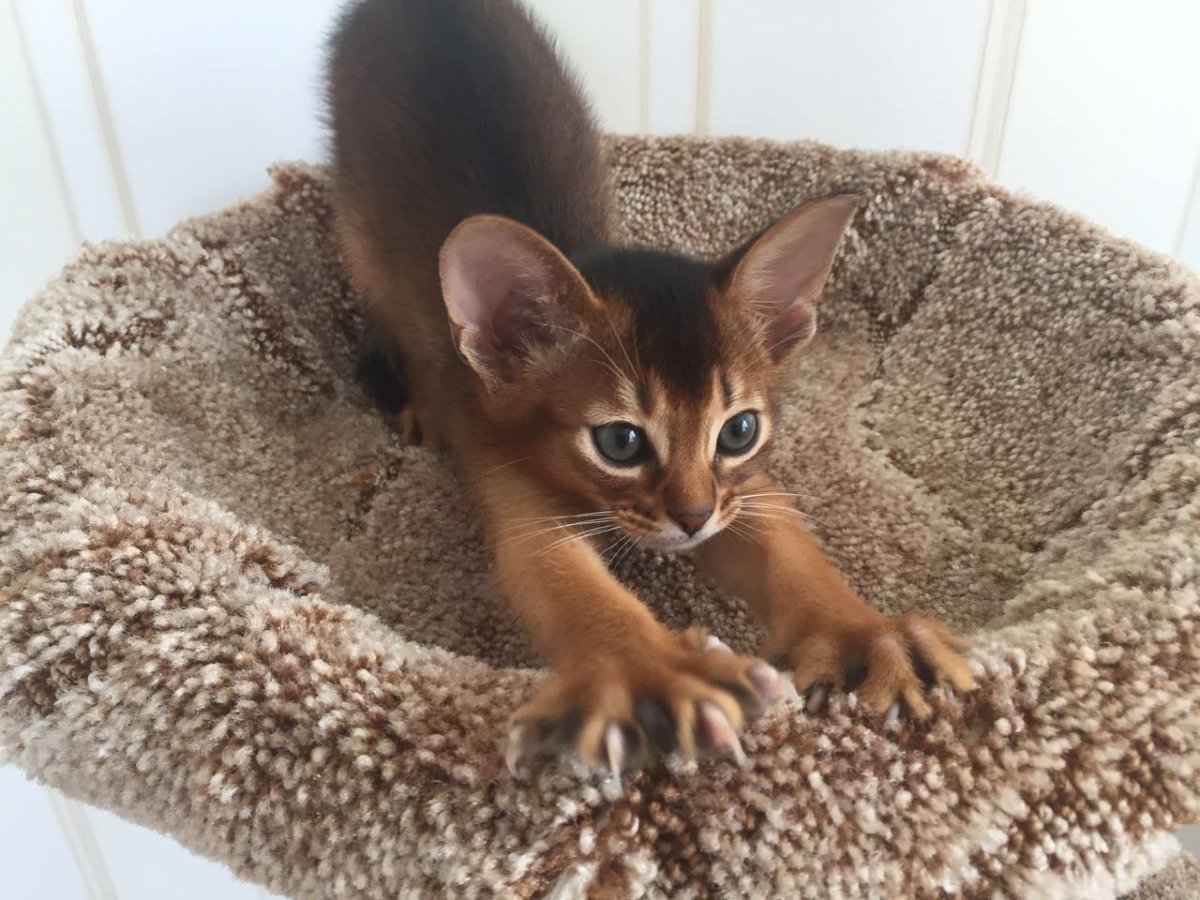 Абиссинская кошка дикий окрас