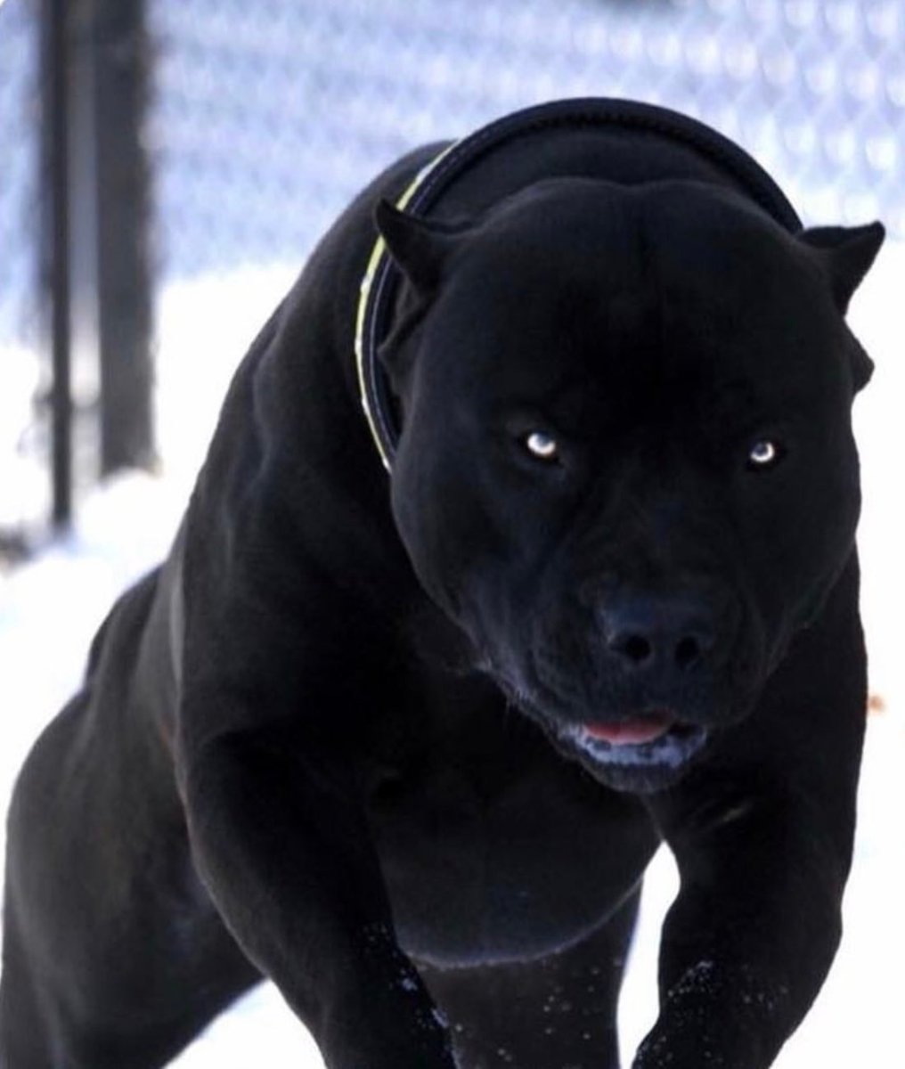 Курцхаар стаффордширский терьер