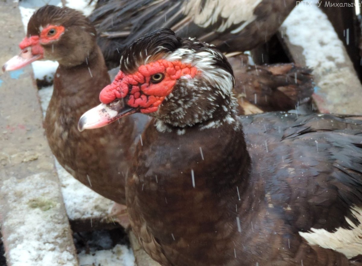 Индоутка красная мускусная