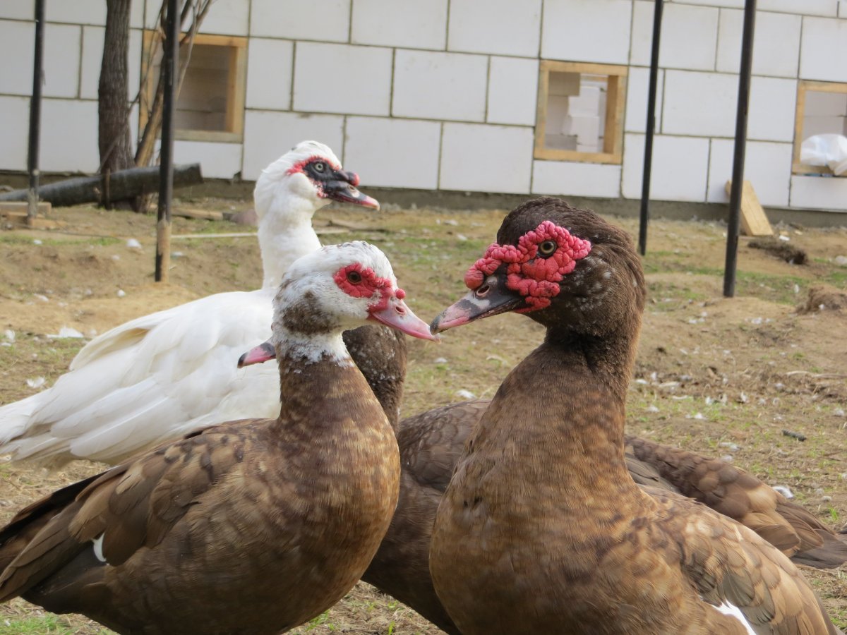 Индоутка красный бык