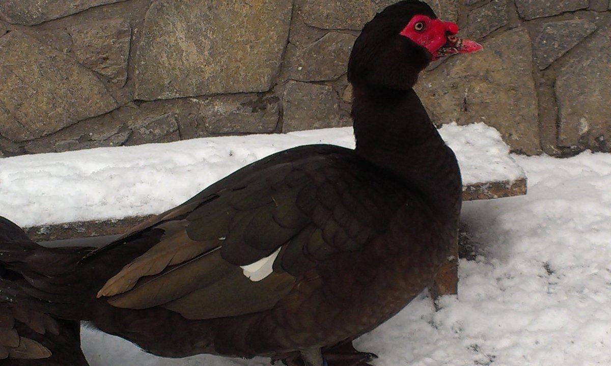 Индоутка красный бык