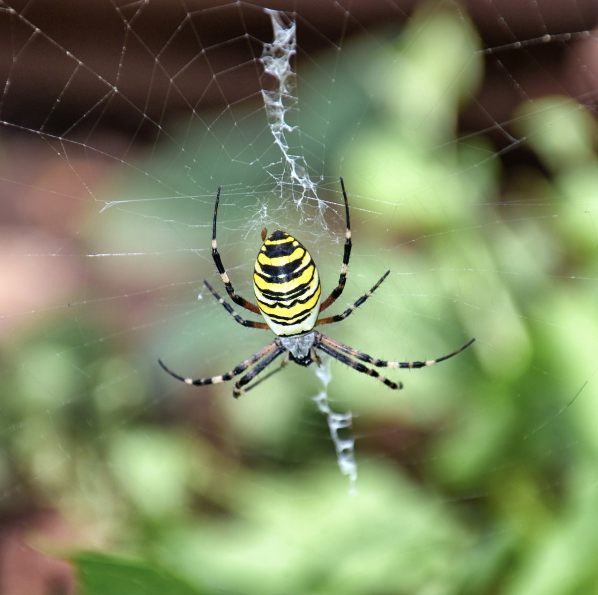 Паук Аргиопа Садовая