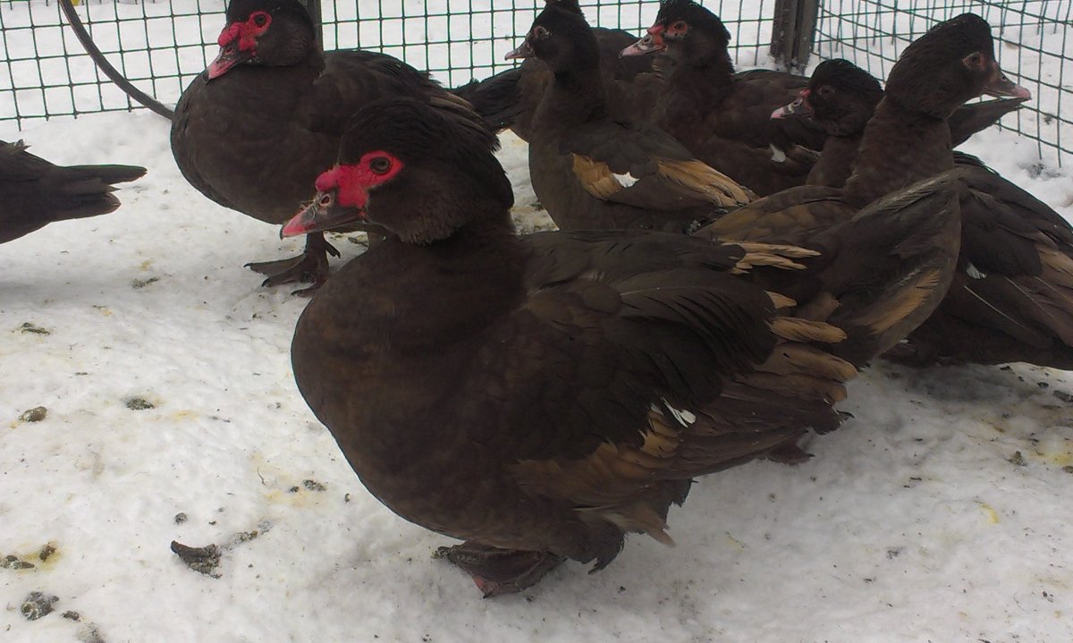 Индоутка красный бык