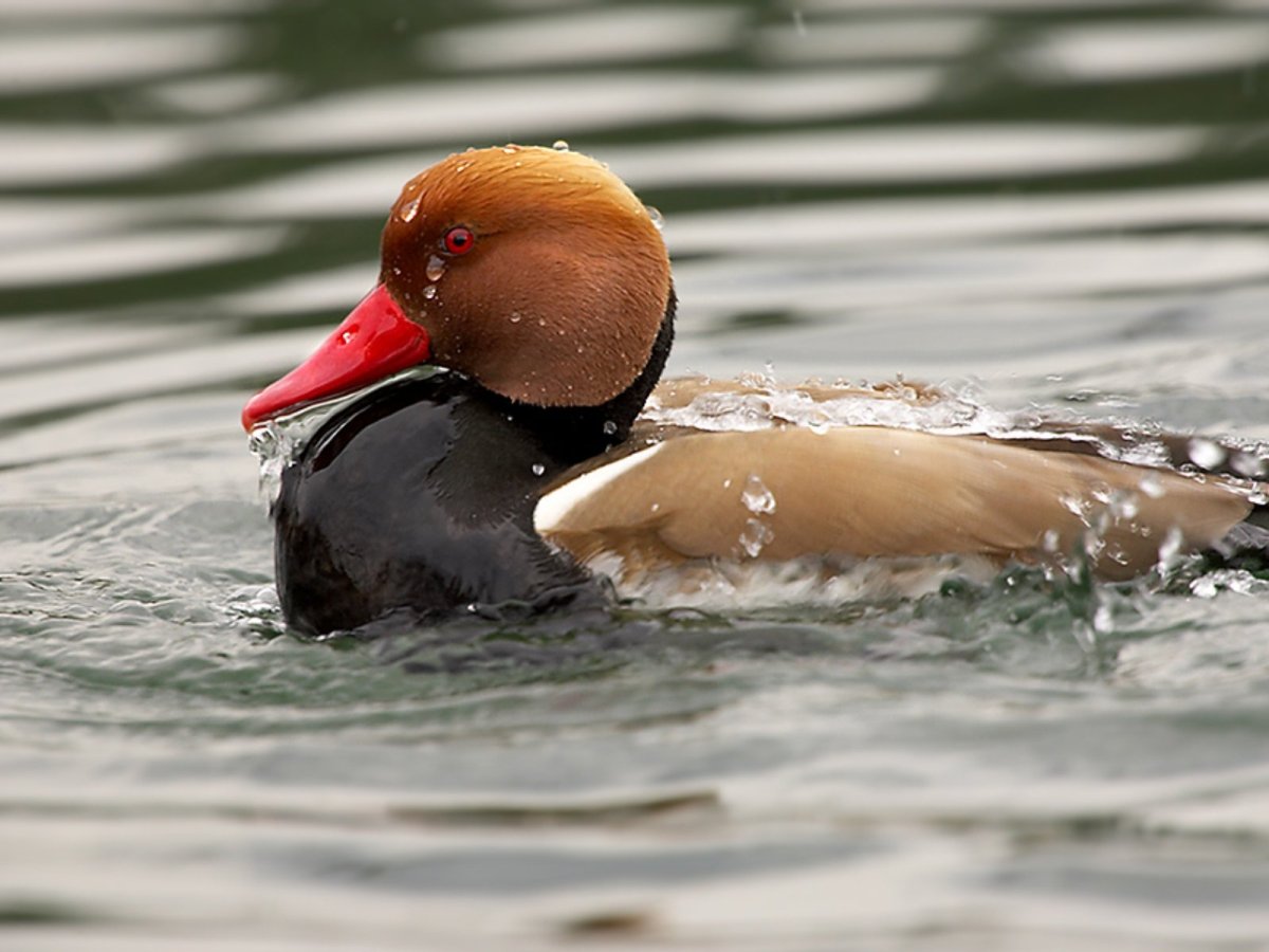 Розовоголовая утка