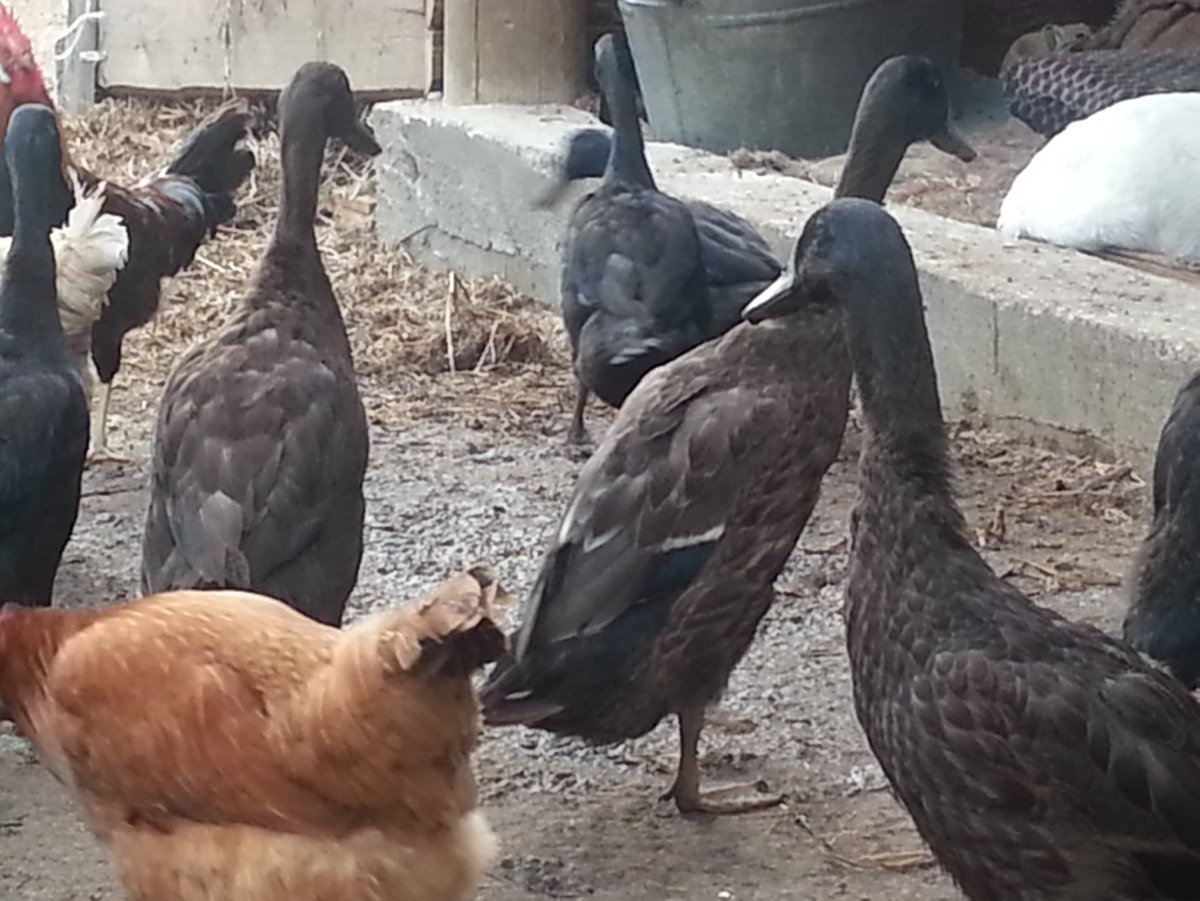 Порода красный бык селезень