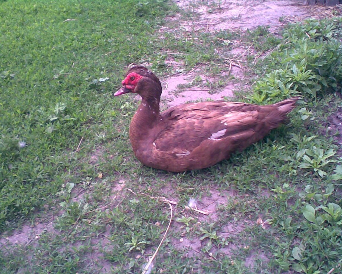 Индоутка красный бык