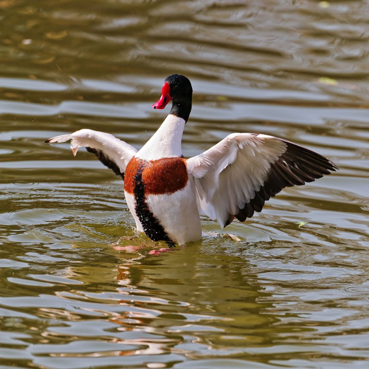 Утка хохлатая пеганка