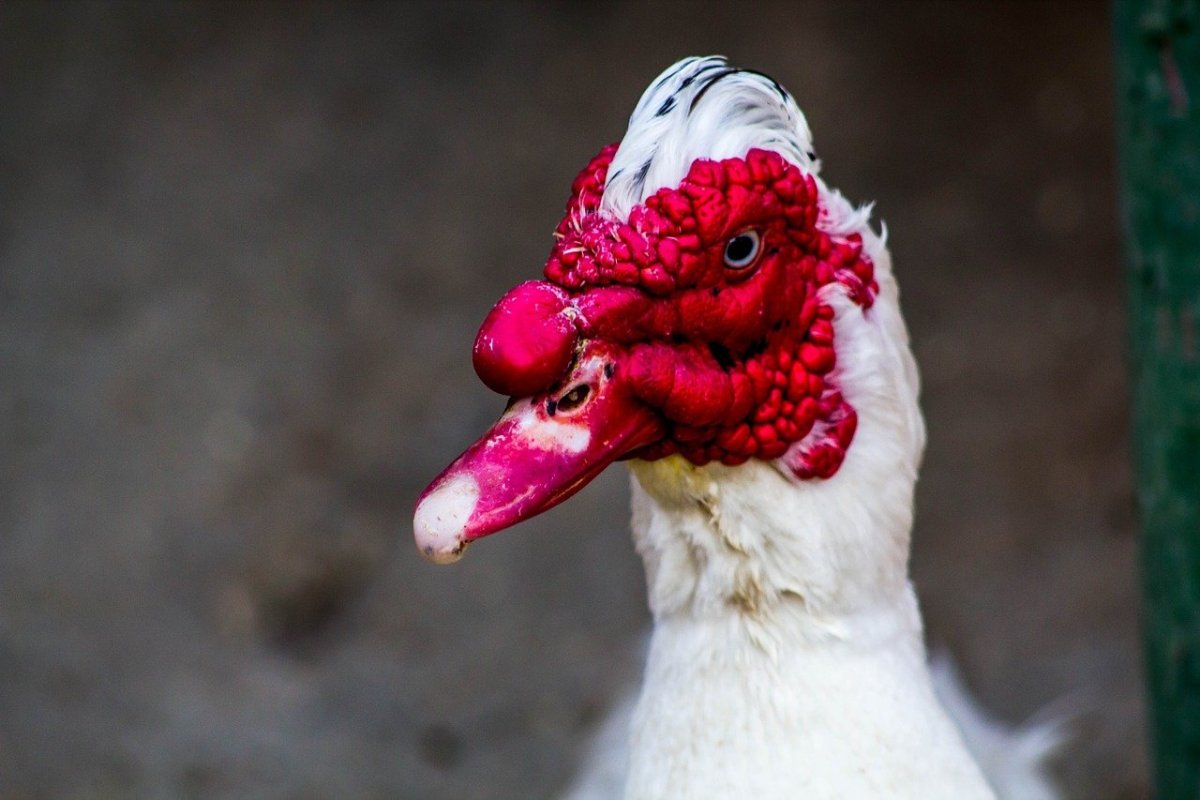 Порода красный бык селезень