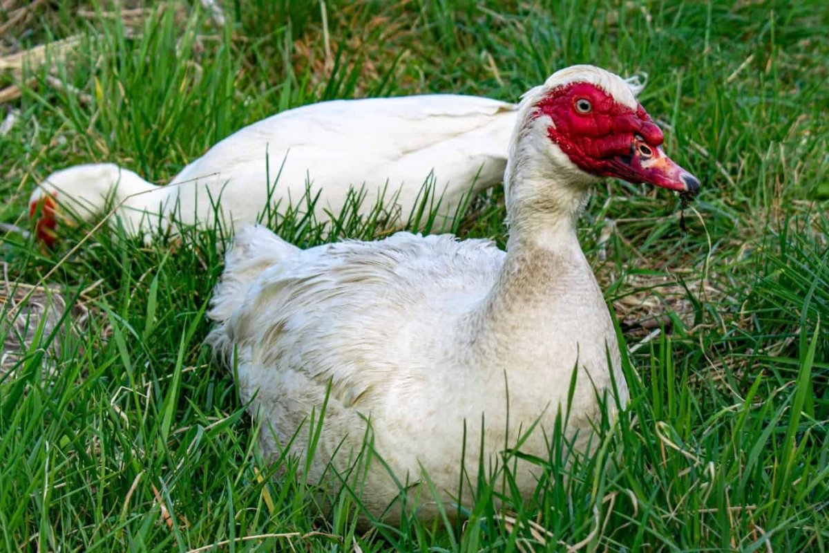 Утка с красным гребешком