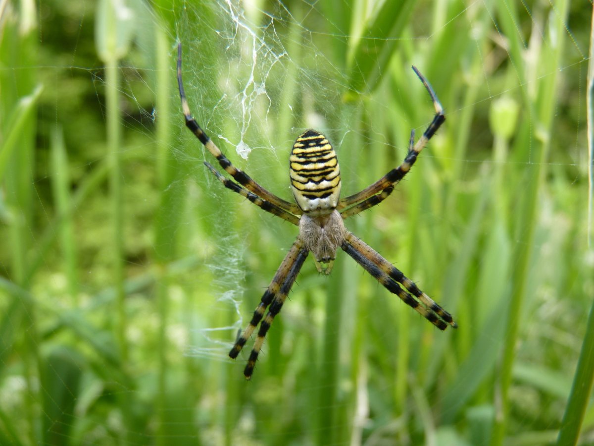 Аргиопа Брюнниха (Argiope bruennichi)
