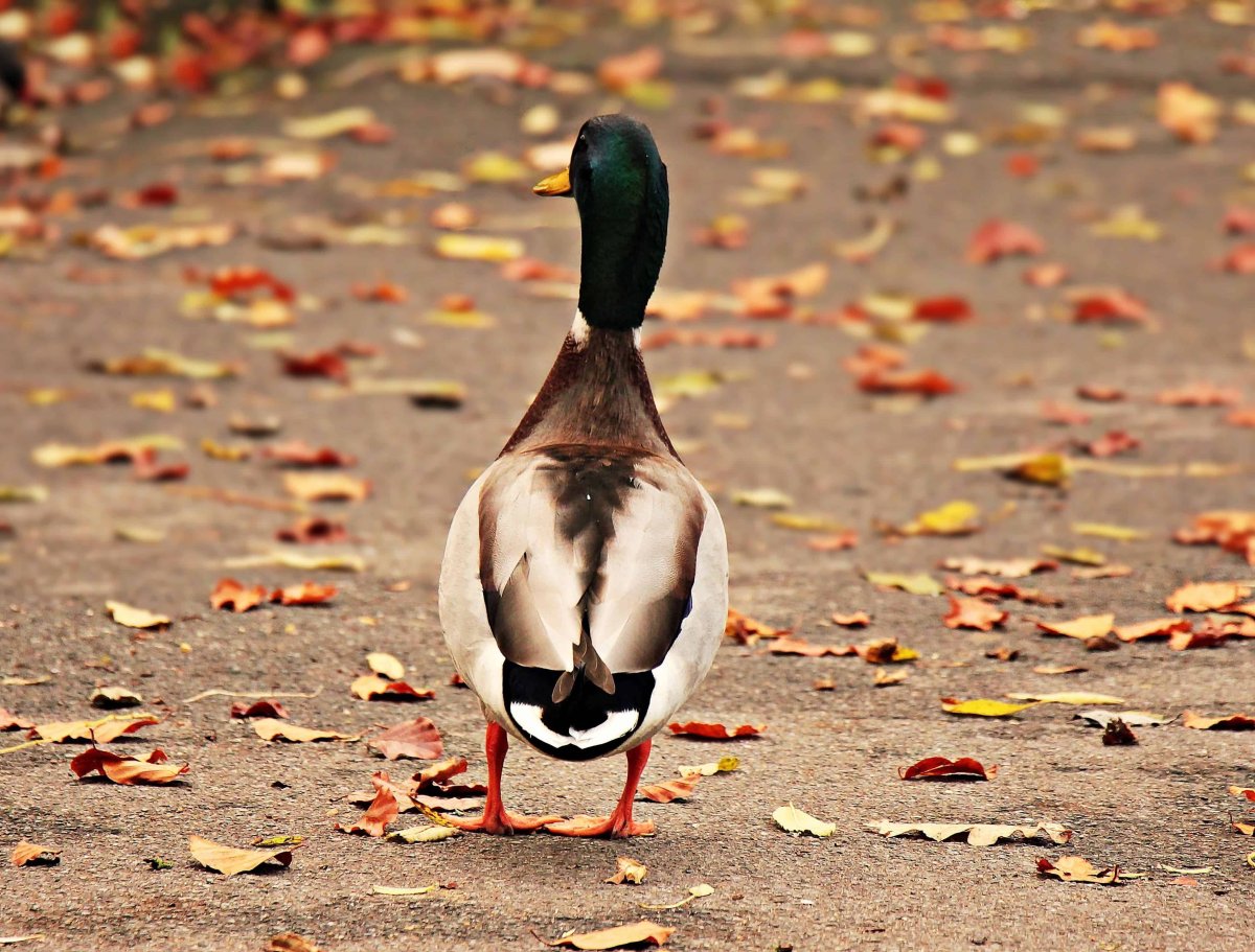 Кряква сзади