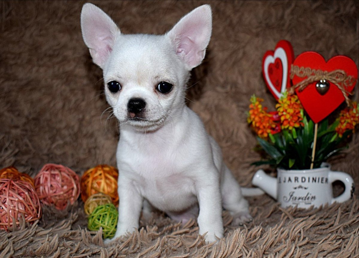 Чихуахуа короткошерстные