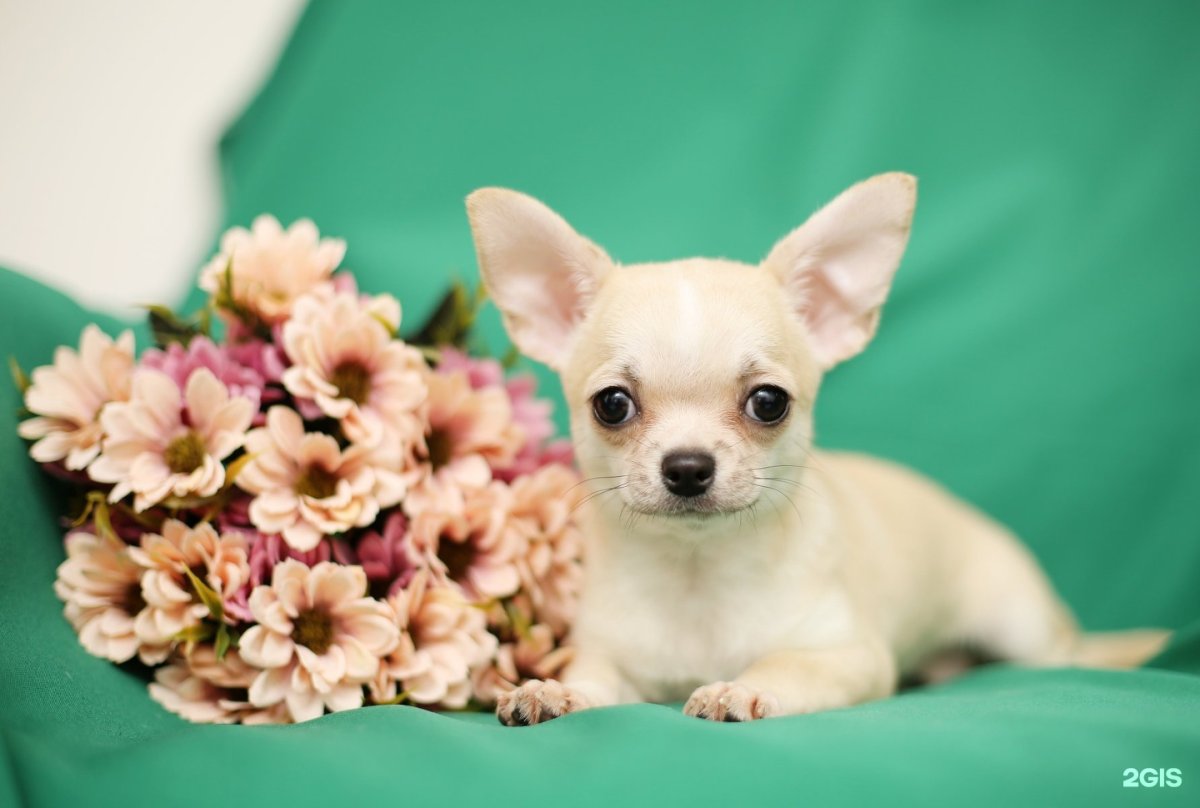 Чихуахуа Рикко Вигал