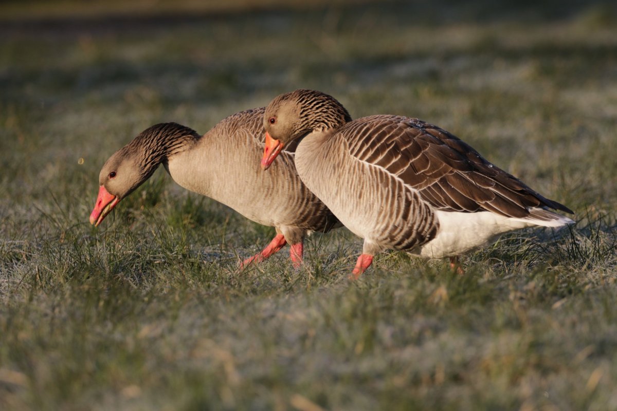 Мазурийский Гусь