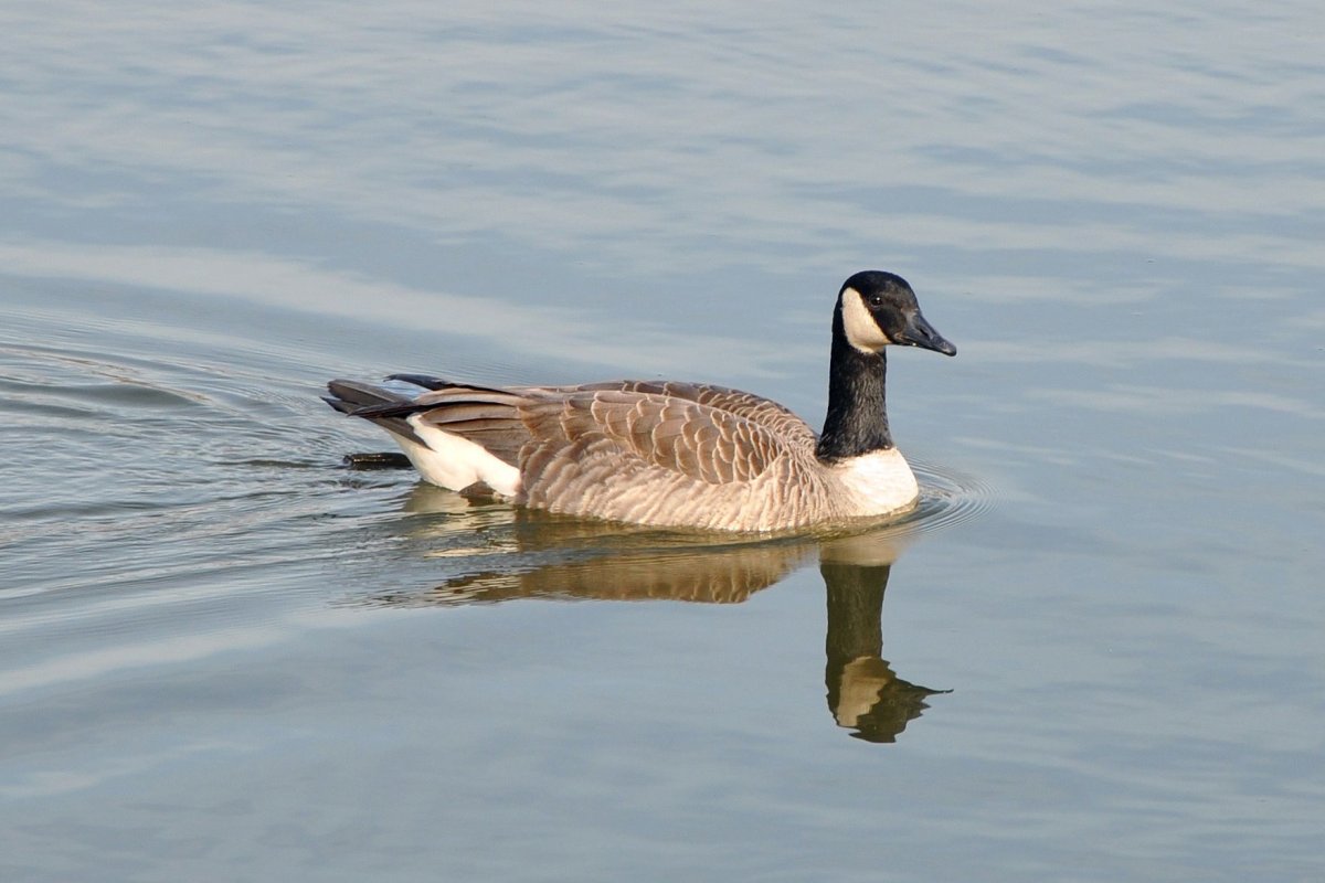 Дикая казарка