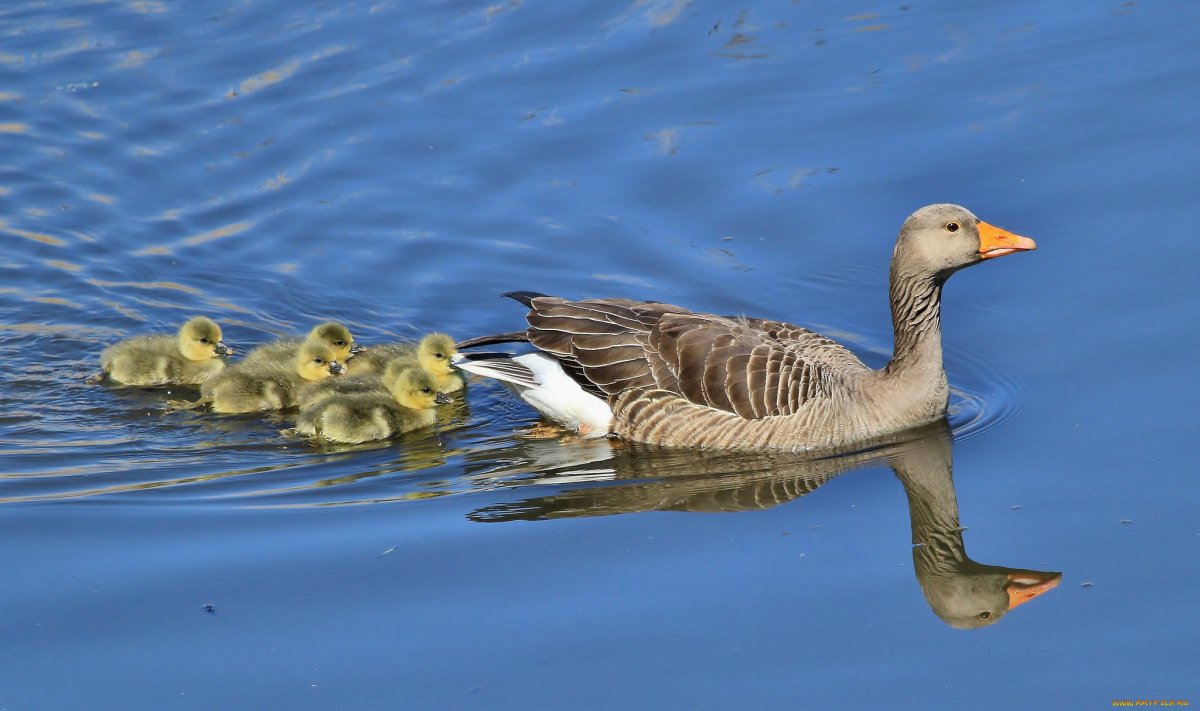 Гусь гусыня и гусята