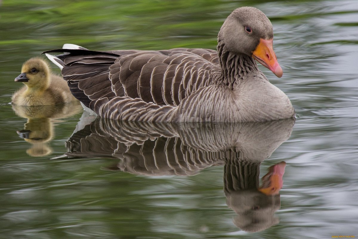 Карликовый Гусь