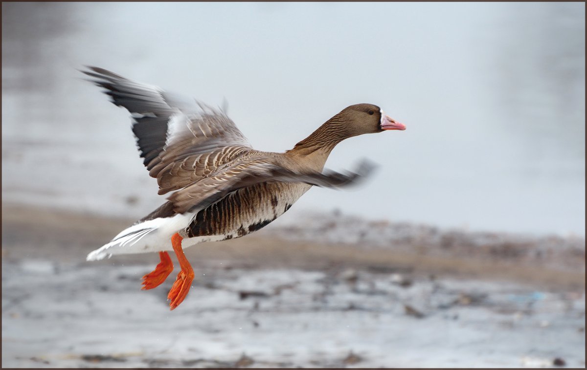 Дикие гуси фото все виды