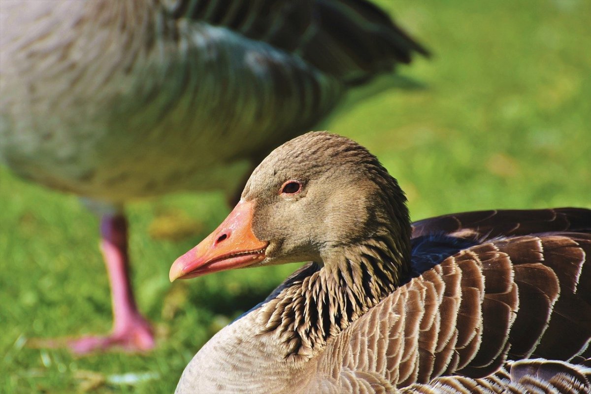 Гусь бесподобный дикий