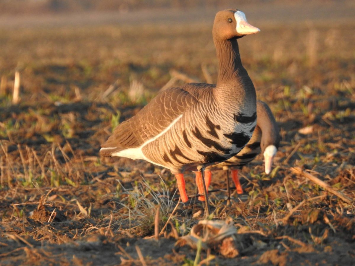 Разновидности диких гусей