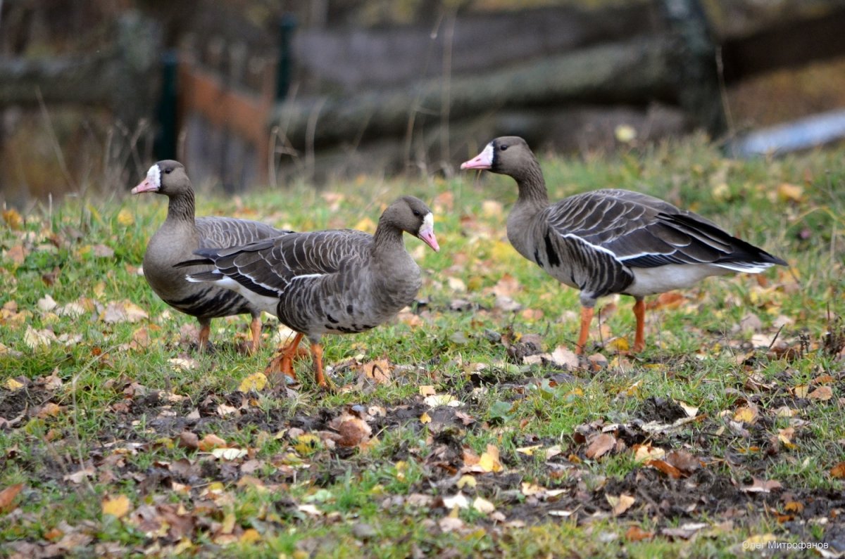 Белолобый Гусь