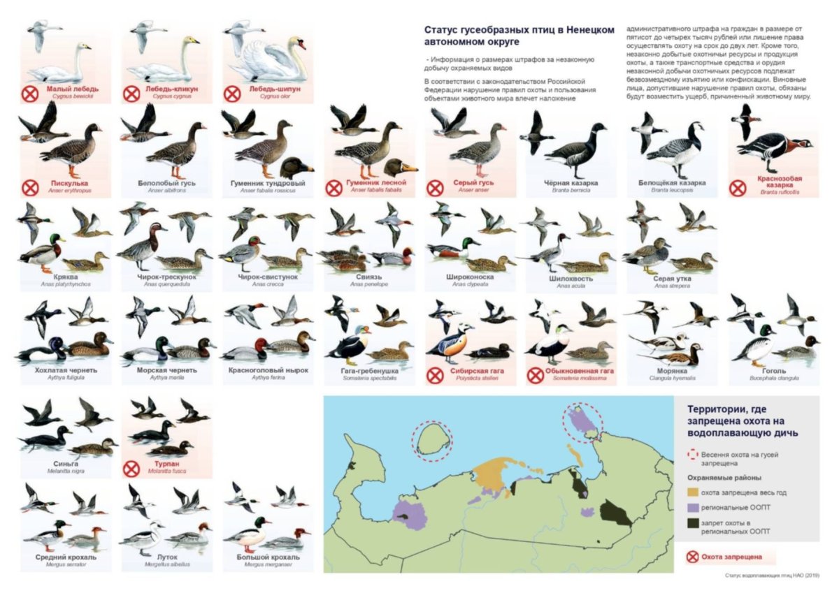Карта миграции гусей в России