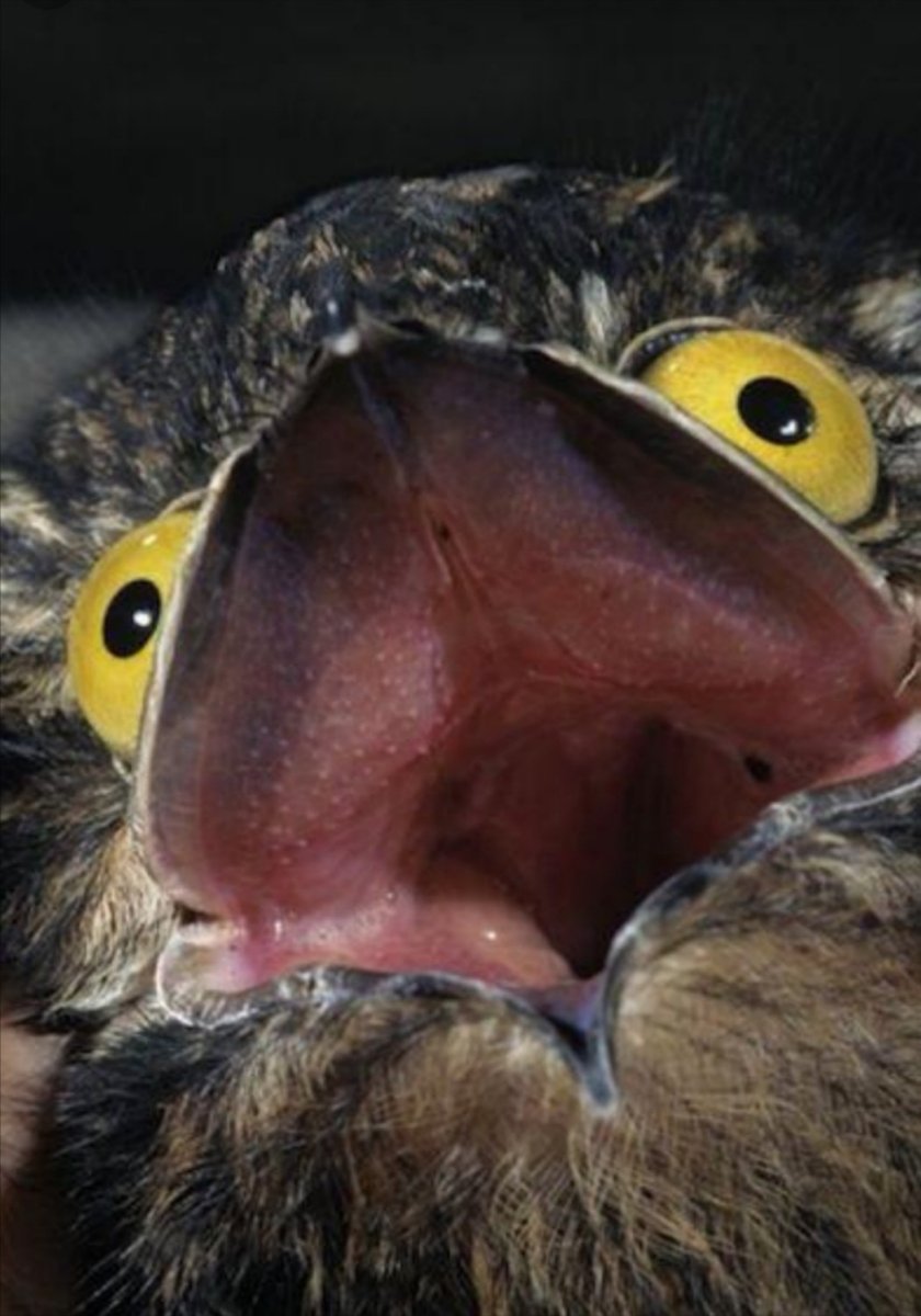 Исполинский серый козодой птица