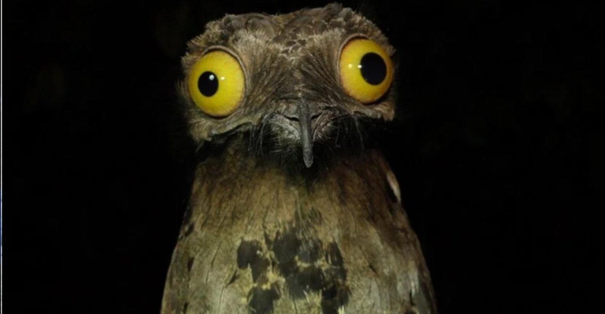 Исполинский козодой упоротый