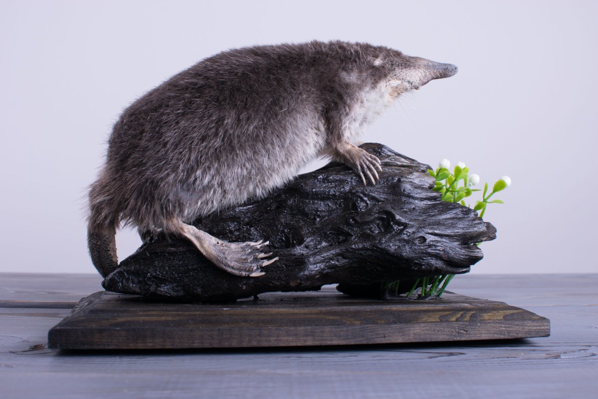 Выёбушек выдра и Воробей