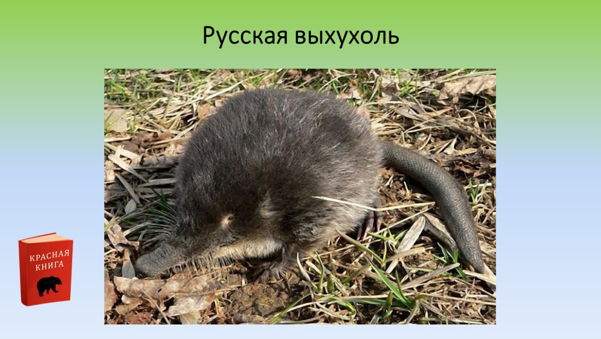 Пиренейская выхухоль