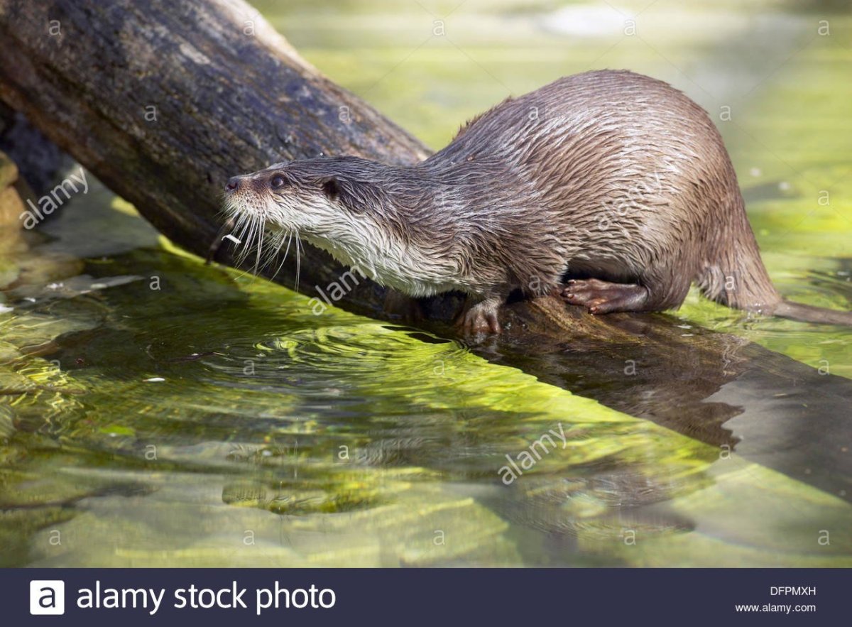 Русская выхухоль