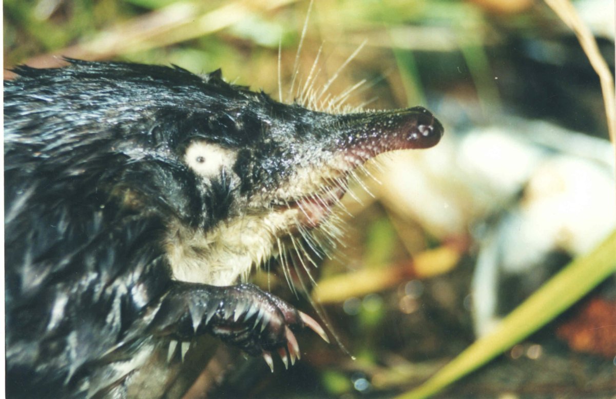 Водяная землеройка кутора