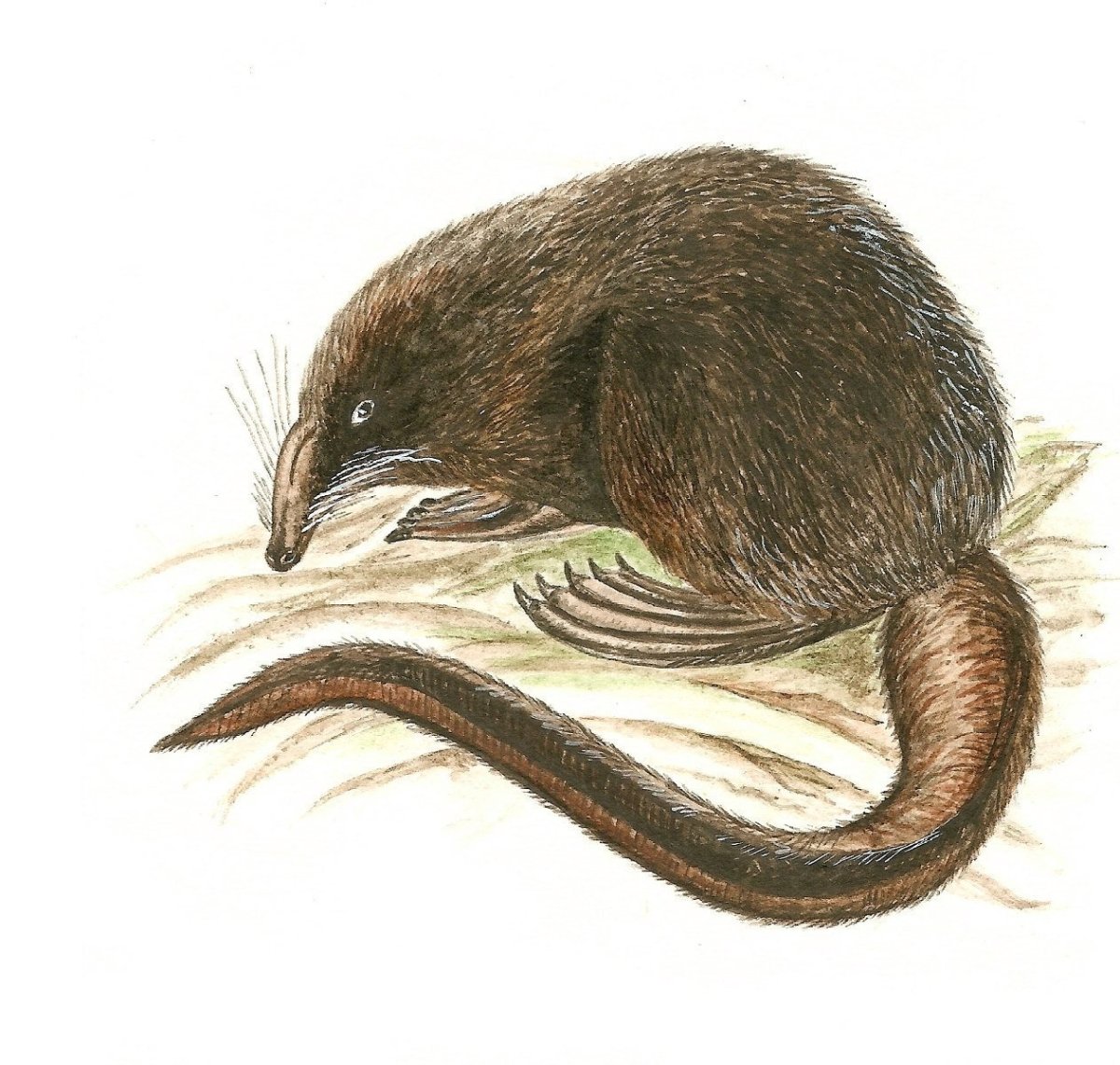 Тундряная бурозубка