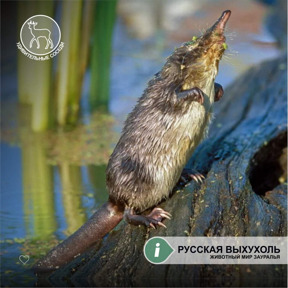 Животные красной книги рисунки