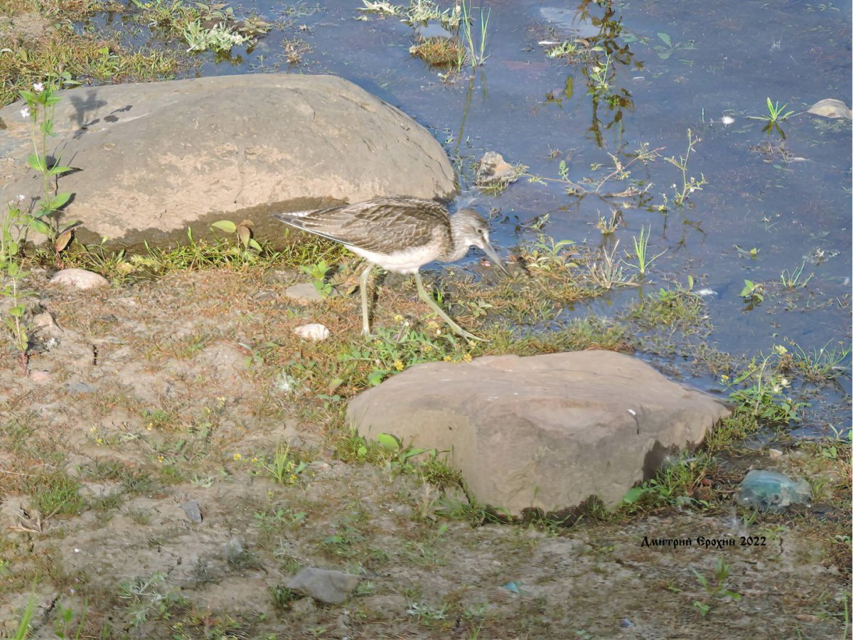 Выхухоль фото птицы