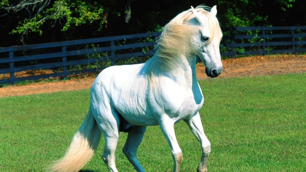 Дольская порода лошадей