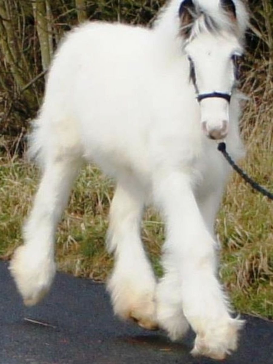 Тинкер Харди