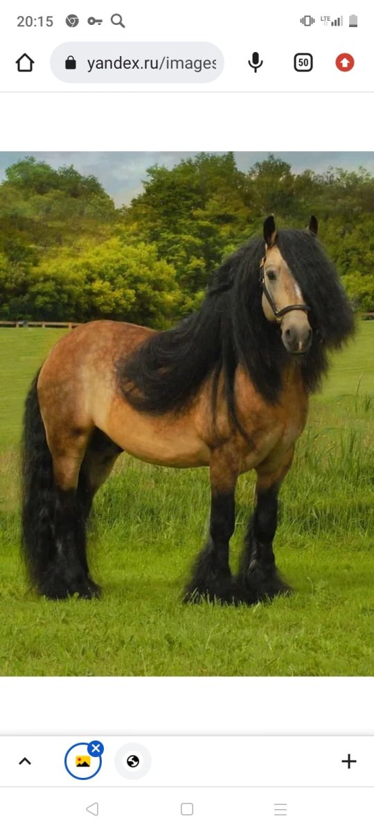 Шайр Буланый Сабино