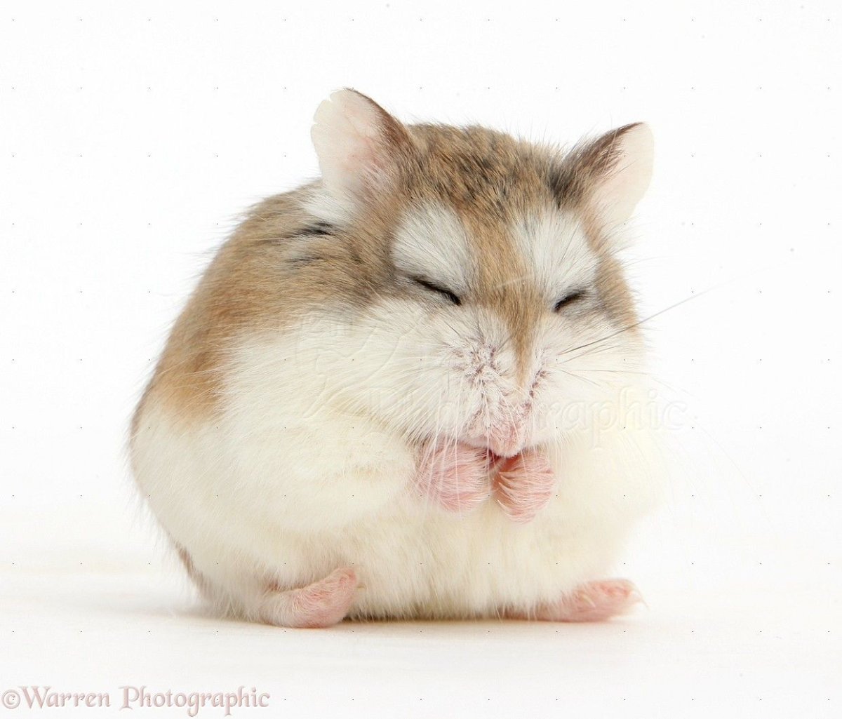 Hamster Roborowski