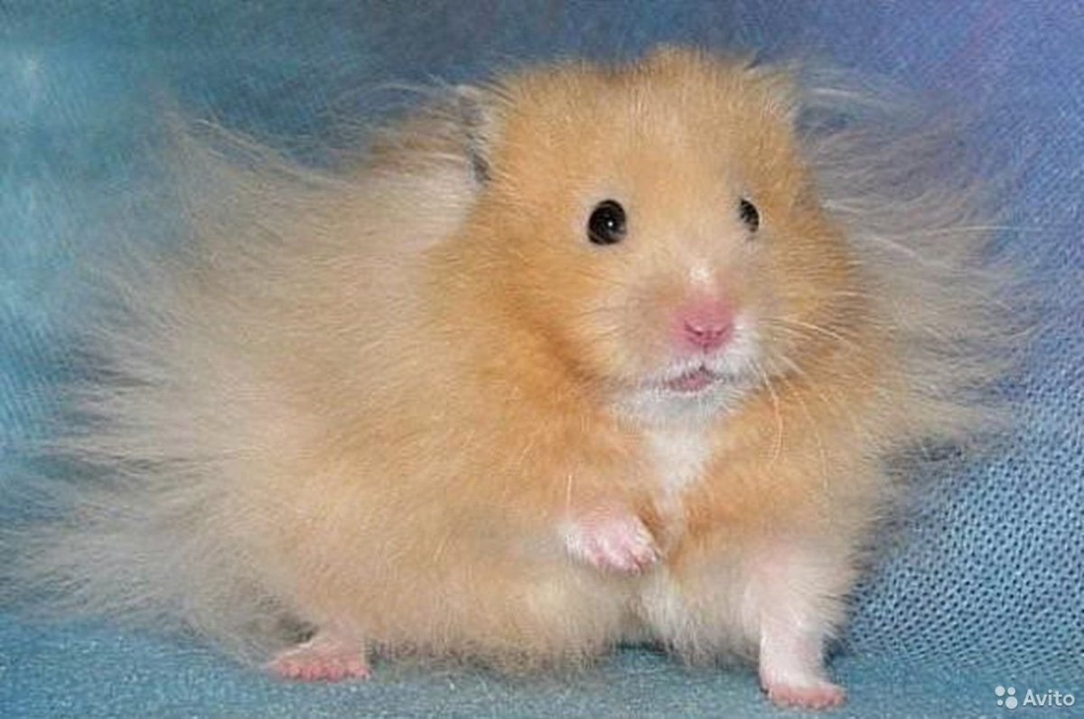 Хомячки джунгарики