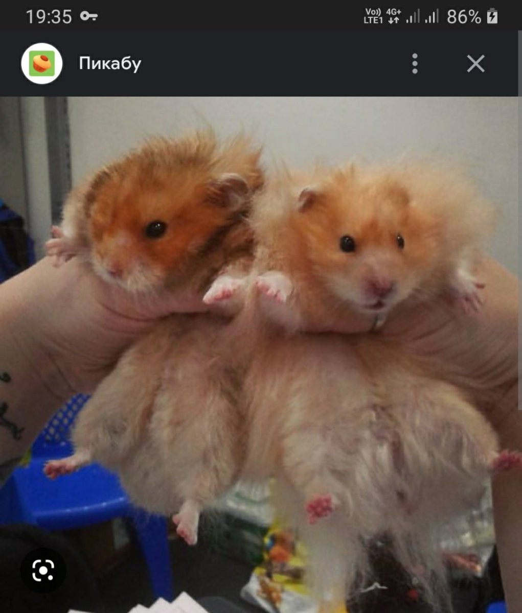 Сирийские хомяки выставочный