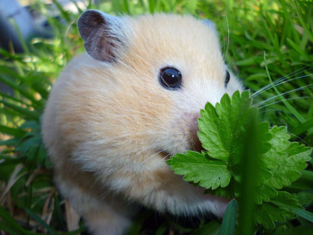 Ангорский сирийский хомячок