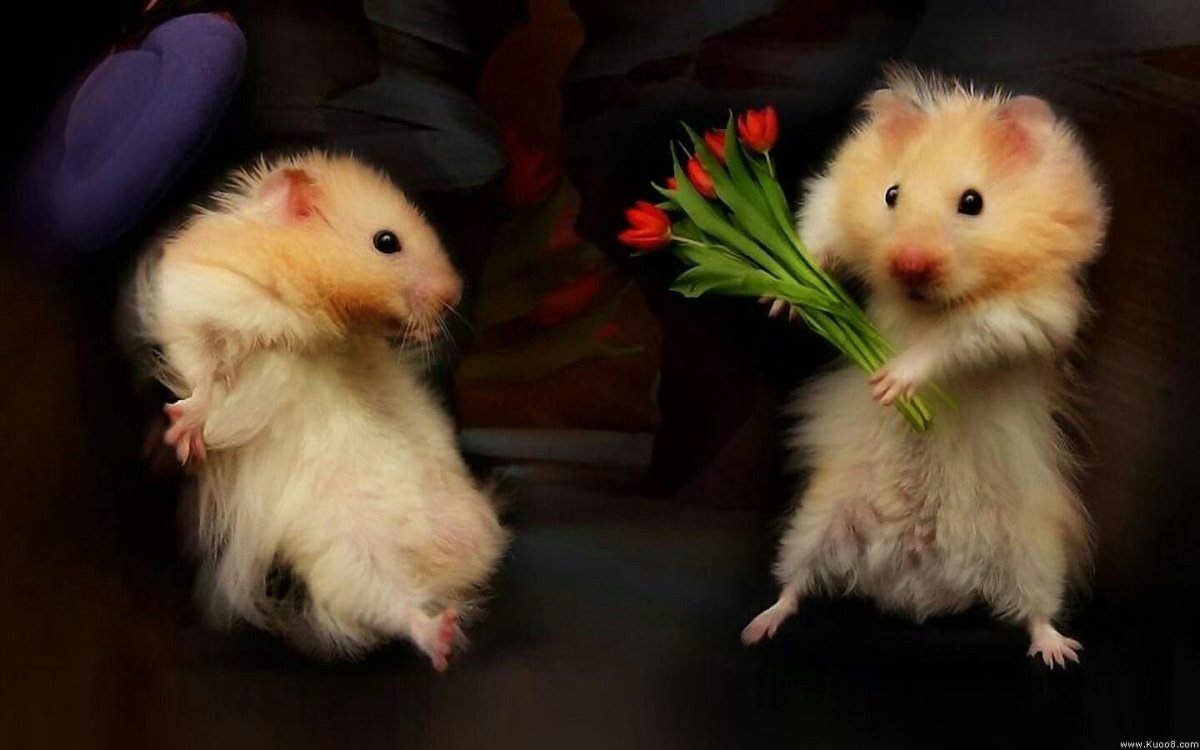 Забавные хомяки