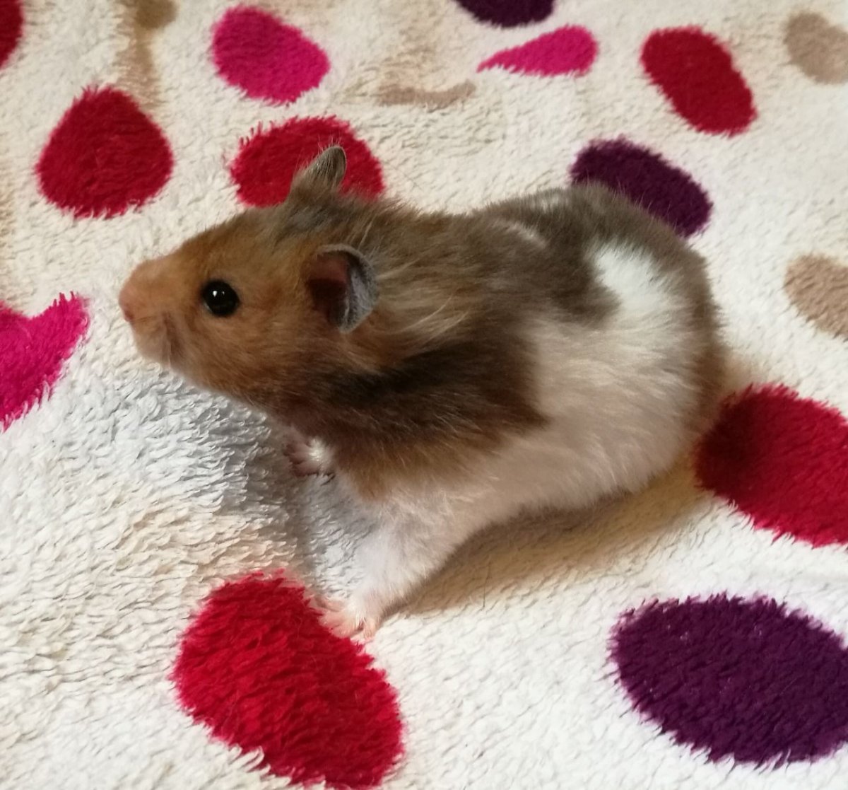 Парные хомяки