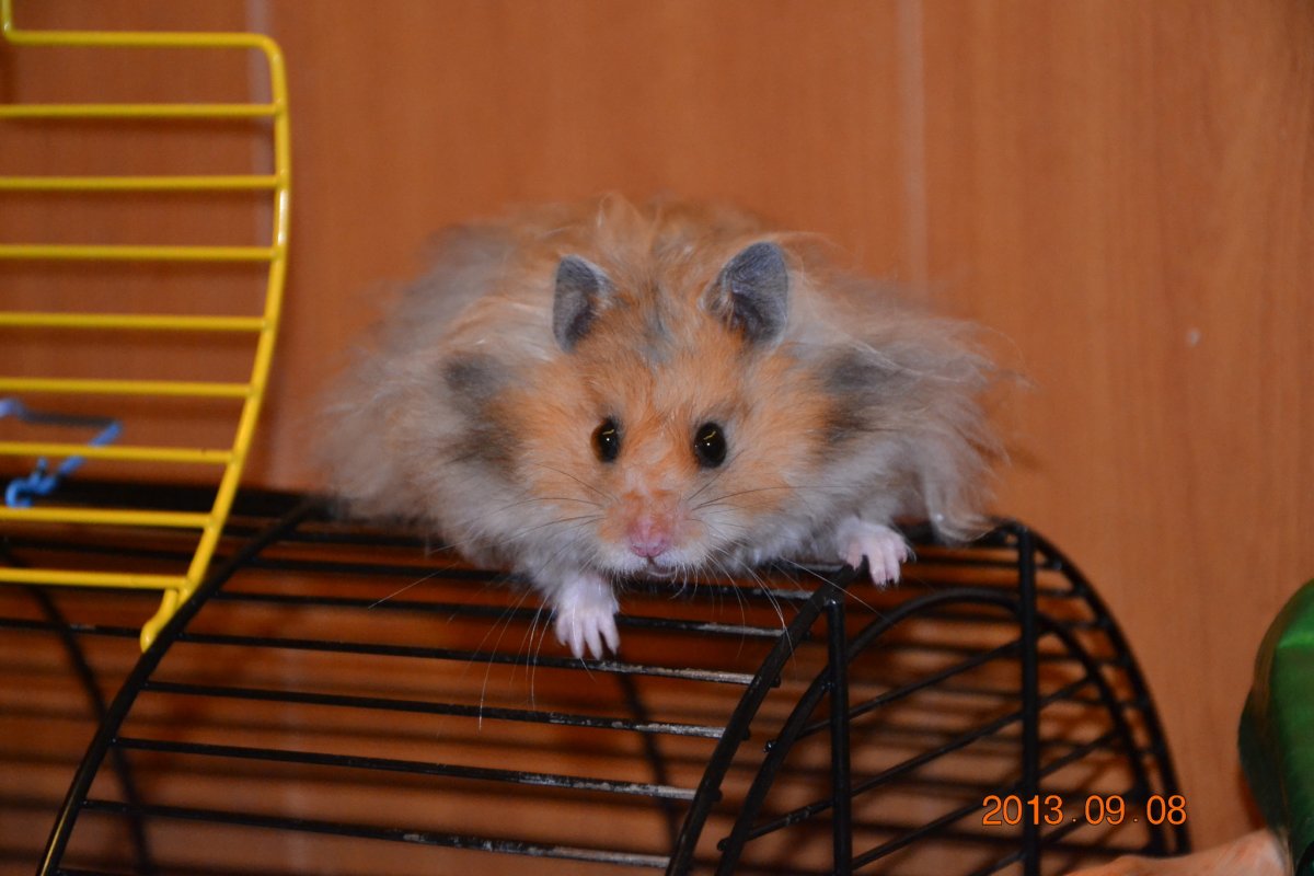 Сирийский хомяк Хома