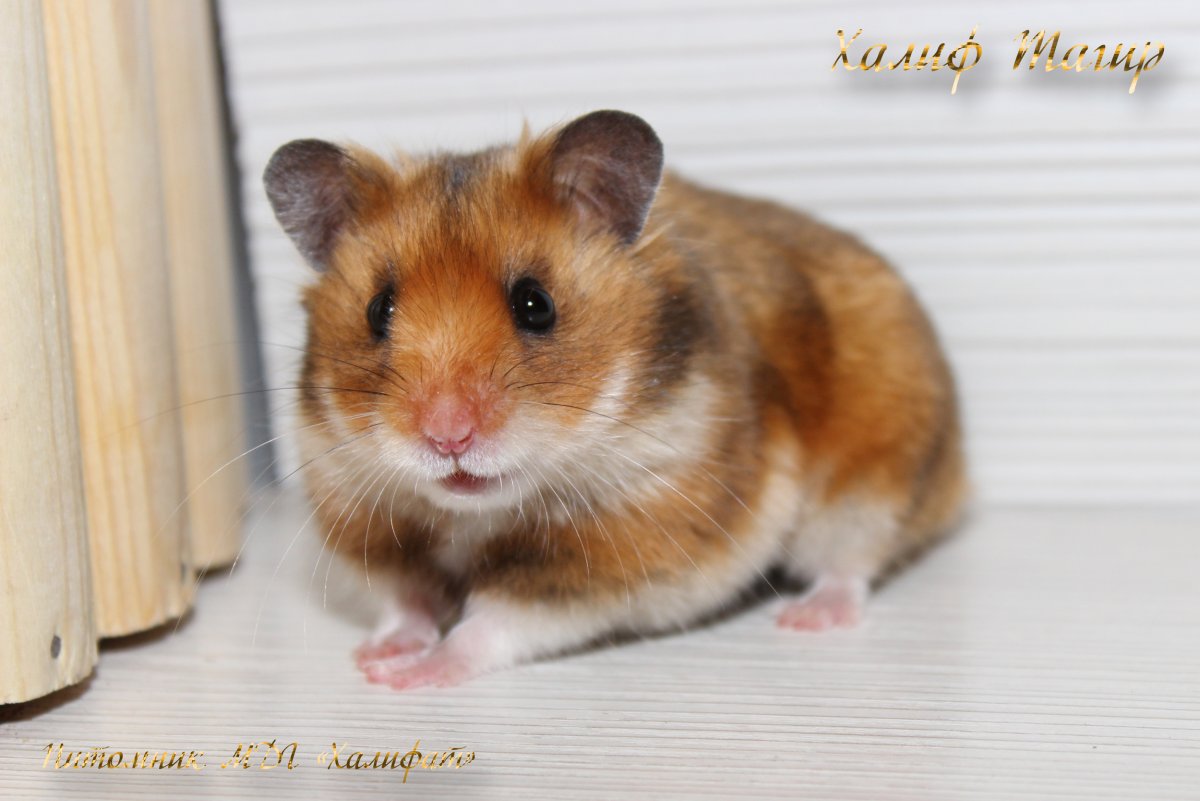 Сирийский хомяк агути